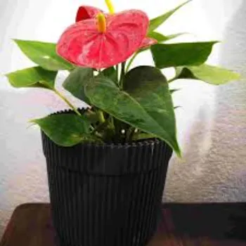 Perfect Anthurium 